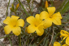 Linum campanulatum