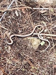 Anguis fragilis