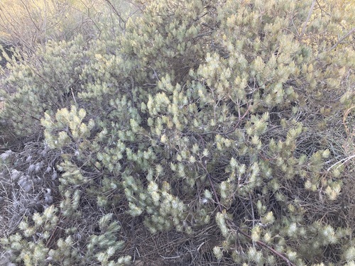 Image of Common Woollybush (Adenanthos cygnorum) by (c) Thomas Mesaglio, some rights reserved (CC BY)