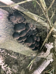 Hypoxylaceae