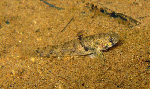 Java goby (Pseudogobius javanicus) — Gobiidae — 3