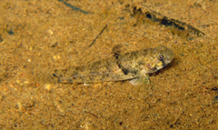 Pseudogobius poicilosoma