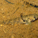 Pseudogobius javanicus - Photo (c) H.T.Cheng, alguns direitos reservados (CC BY-NC), uploaded by H.T.Cheng