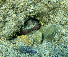 Octopus vulgaris