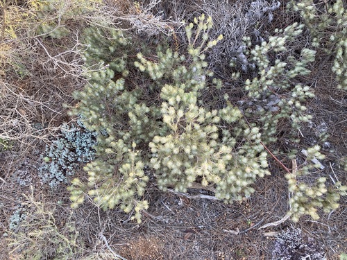 Image of Common Woollybush (Adenanthos cygnorum) by (c) Thomas Mesaglio, some rights reserved (CC BY)
