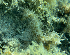 Hippocampus guttulatus