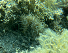 Hippocampus guttulatus