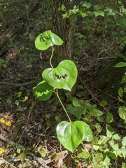 Smilax rotundifolia