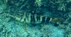 Serranus scriba