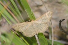 Idaea macilentaria