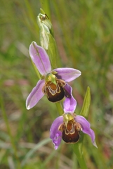 Ophrys apifera apifera