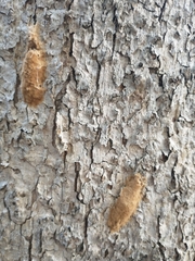 Lymantria dispar
