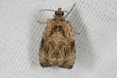 Olethreutes furfuranum