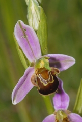 Ophrys apifera apifera