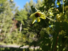 Clematis tangutica