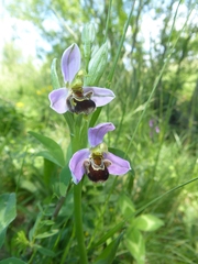 Ophrys apifera apifera