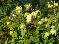 Clematis tangutica