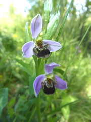 Ophrys apifera apifera