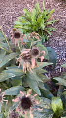Echinacea purpurea