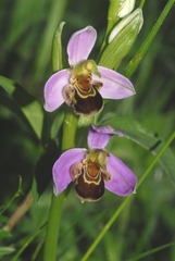 Ophrys apifera apifera
