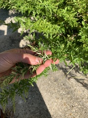 Artemisia vulgaris