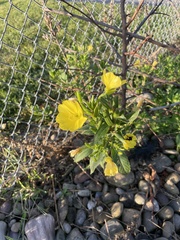Oenothera biennis