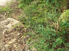 Solidago arguta boottii