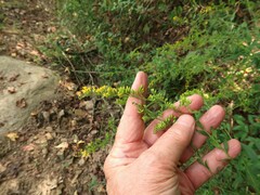 Solidago arguta boottii
