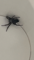 Araneidae