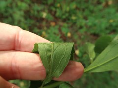 Solidago arguta boottii