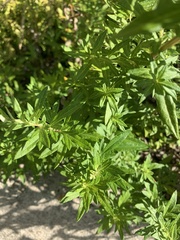 Artemisia vulgaris