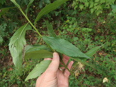 Solidago arguta boottii