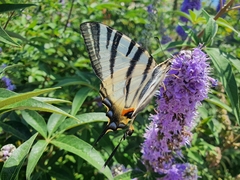 Iphiclides podalirius
