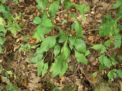 Solidago arguta boottii