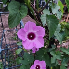 Ipomoea triloba