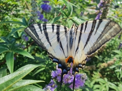 Iphiclides podalirius