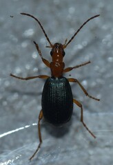 Brachinus