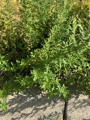 Artemisia vulgaris