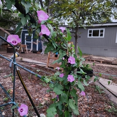 Ipomoea triloba
