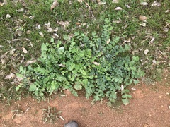 Arctotheca calendula