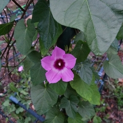 Ipomoea triloba
