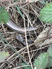 Anguis fragilis