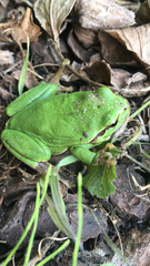 Hyla arborea