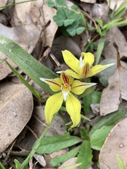 Caladenia flava