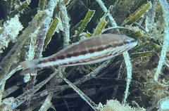 Serranus cabrilla
