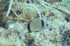 Diplodus vulgaris