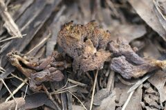 Clavulina cinerea