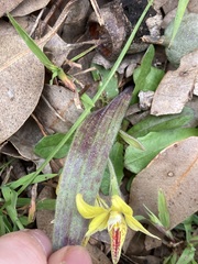 Caladenia flava