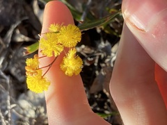 Acacia willdenowiana