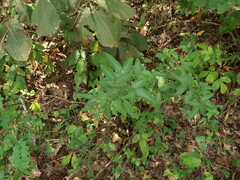 Desmodium perplexum